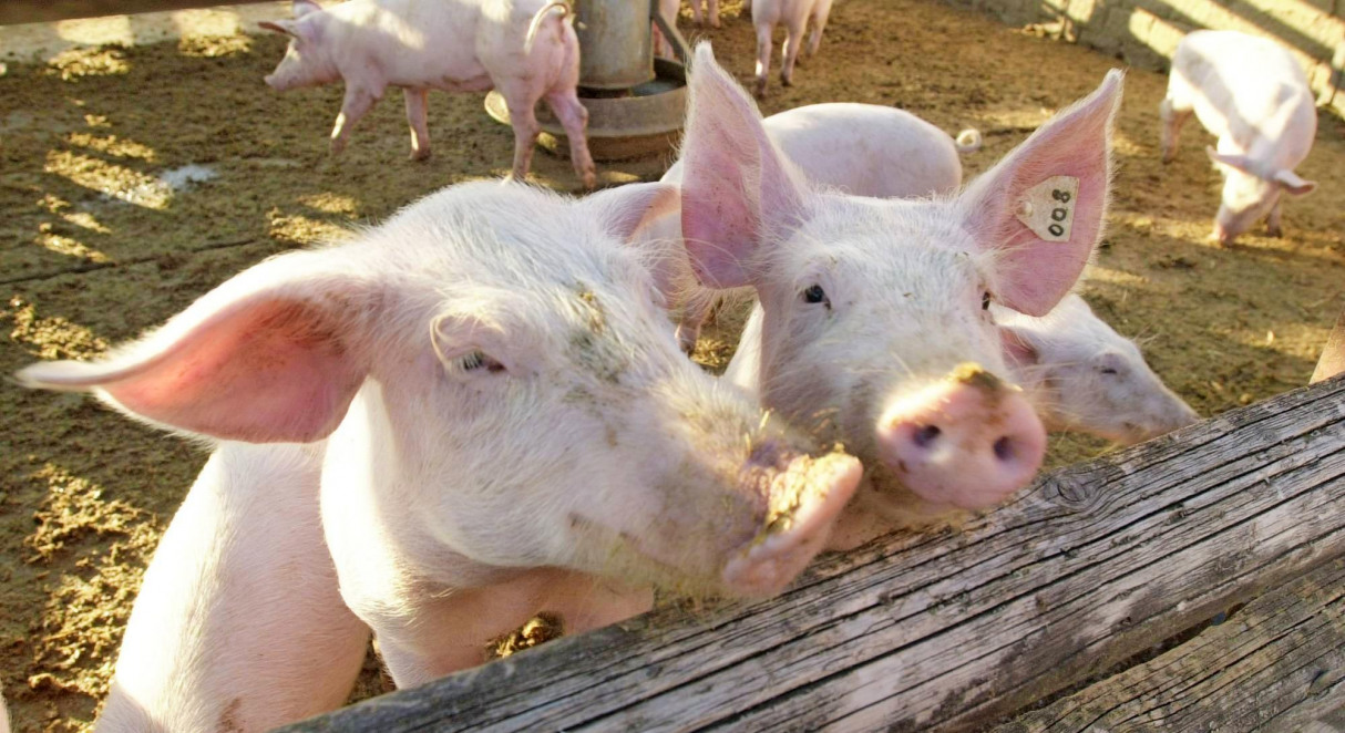 Neckarsulmer Stimme-3