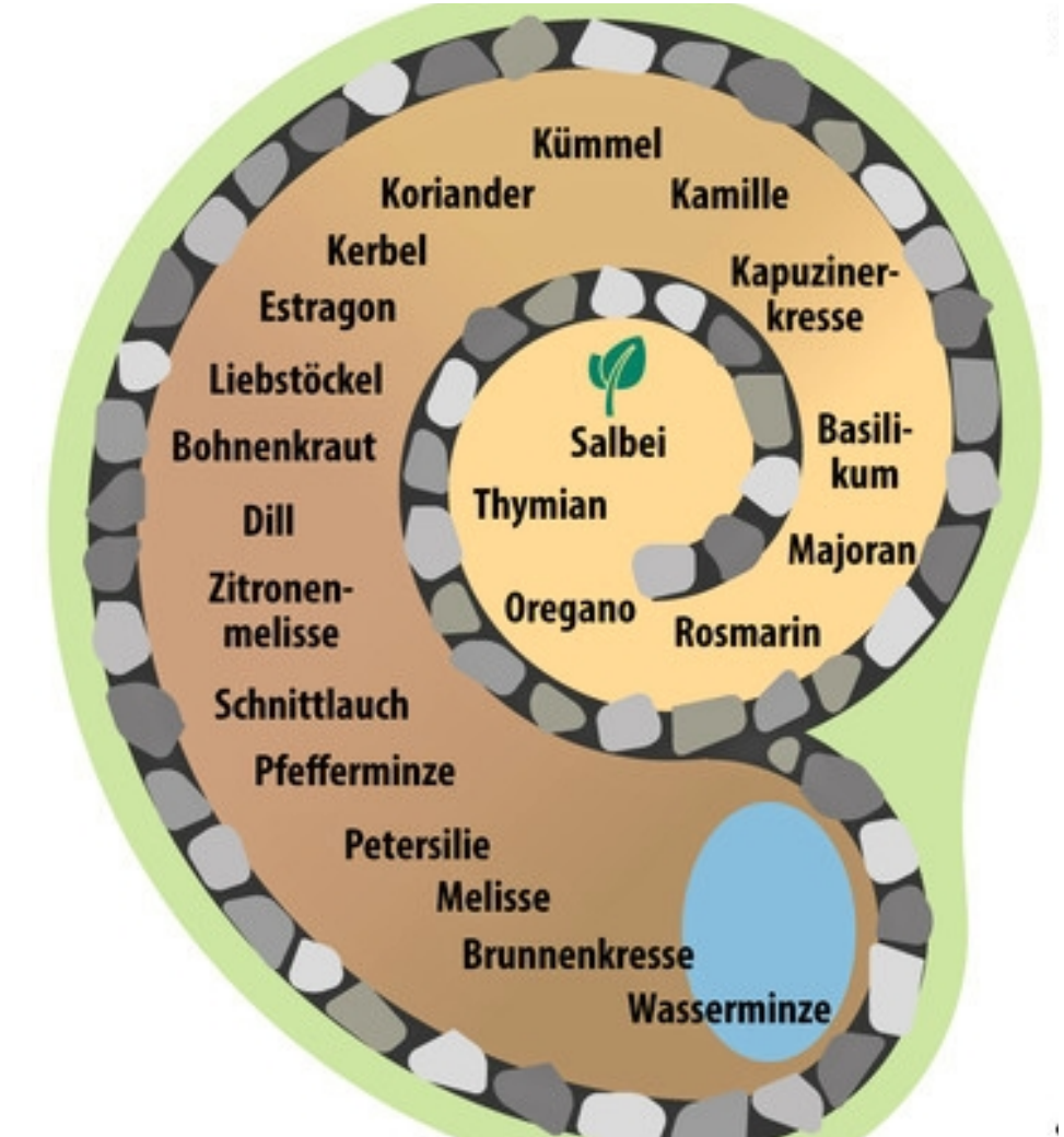 Würzige Pflanzen in Szene gesetzt-2