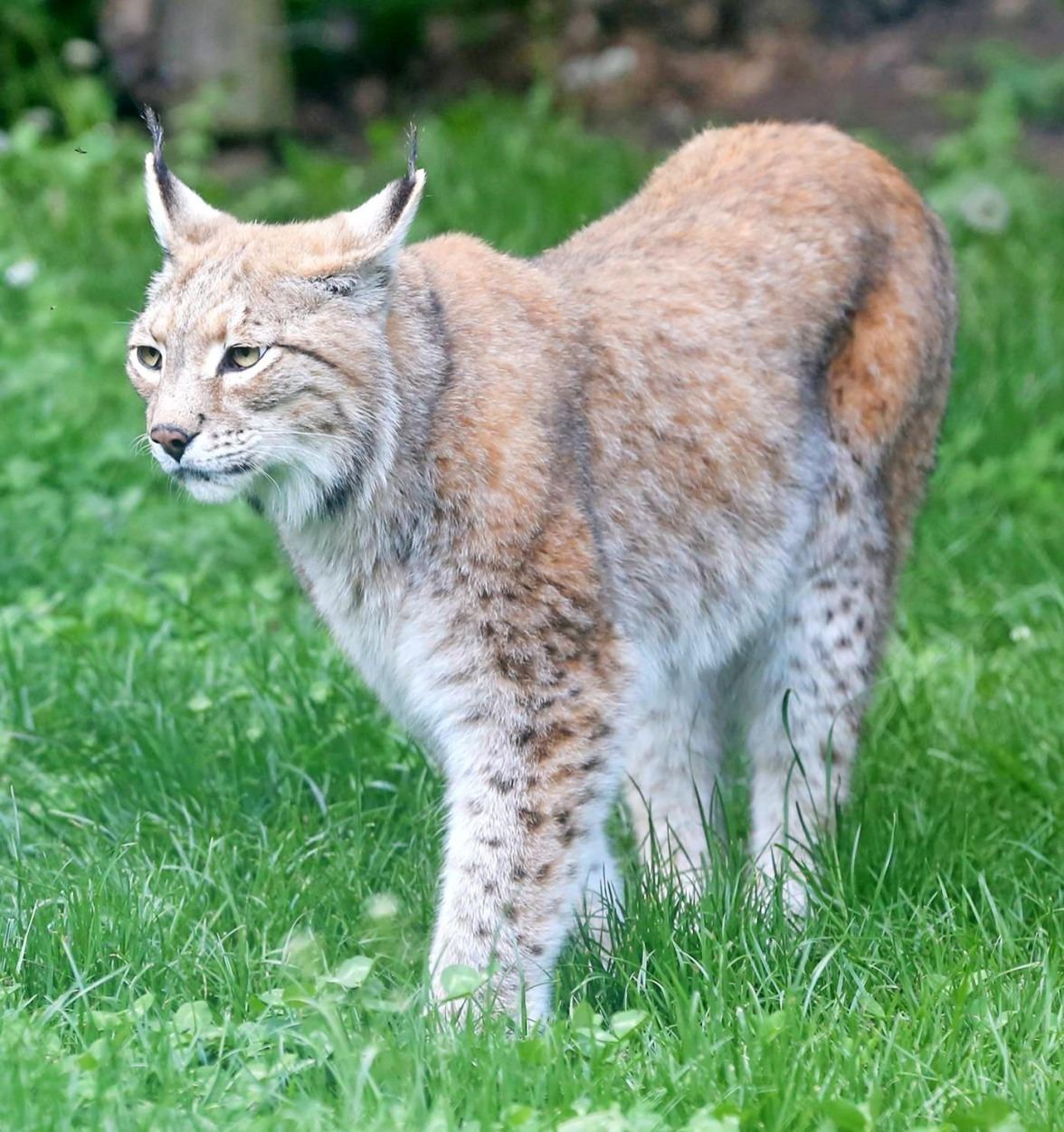 Ein tierisches Vergnügen-4