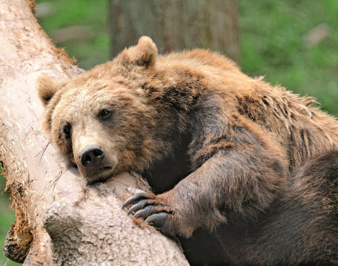 Ein tierisches Vergnügen-2