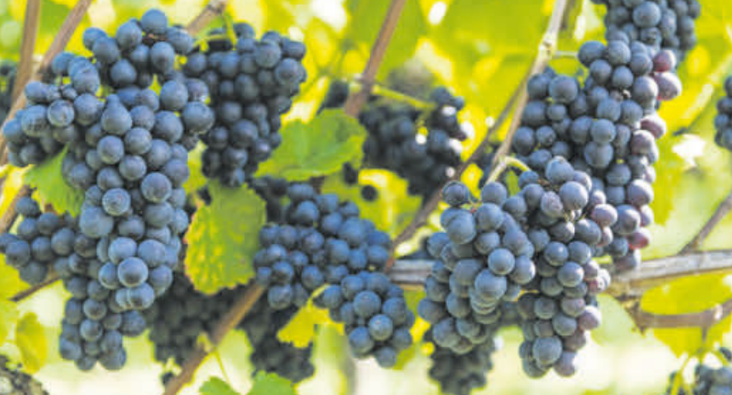 Vom Stock ins Fass auf Flasche-3