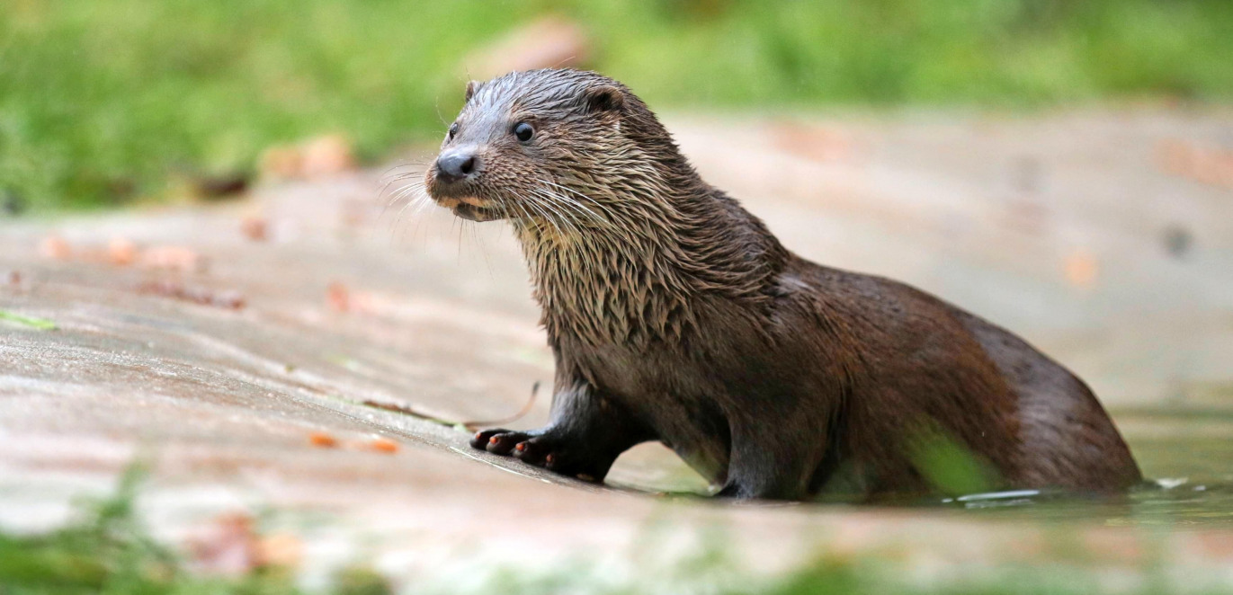 Ein tierisches Vergnügen-5