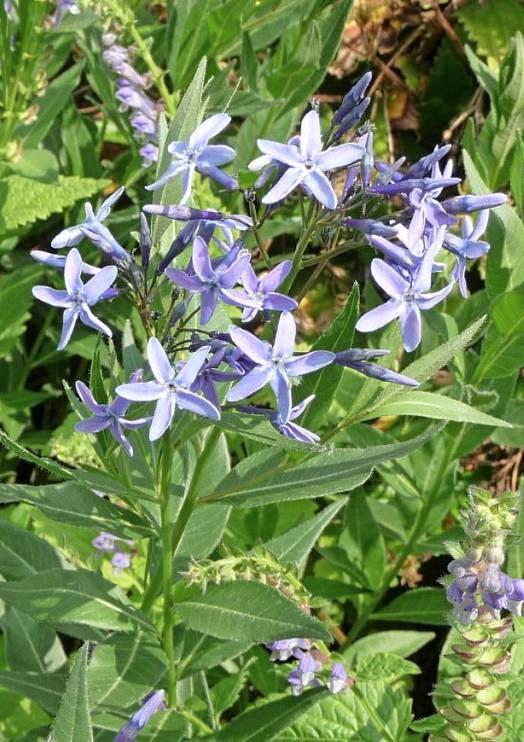 Hitzeverträglich und robust: Nur die Harten kommen in den Garten-2