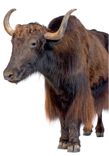 Ein tierisches Vergnügen-7