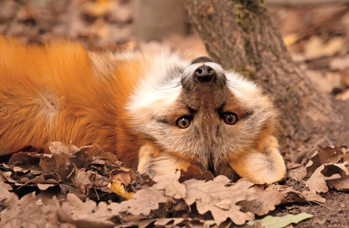 Ein tierisches Vergnügen-6