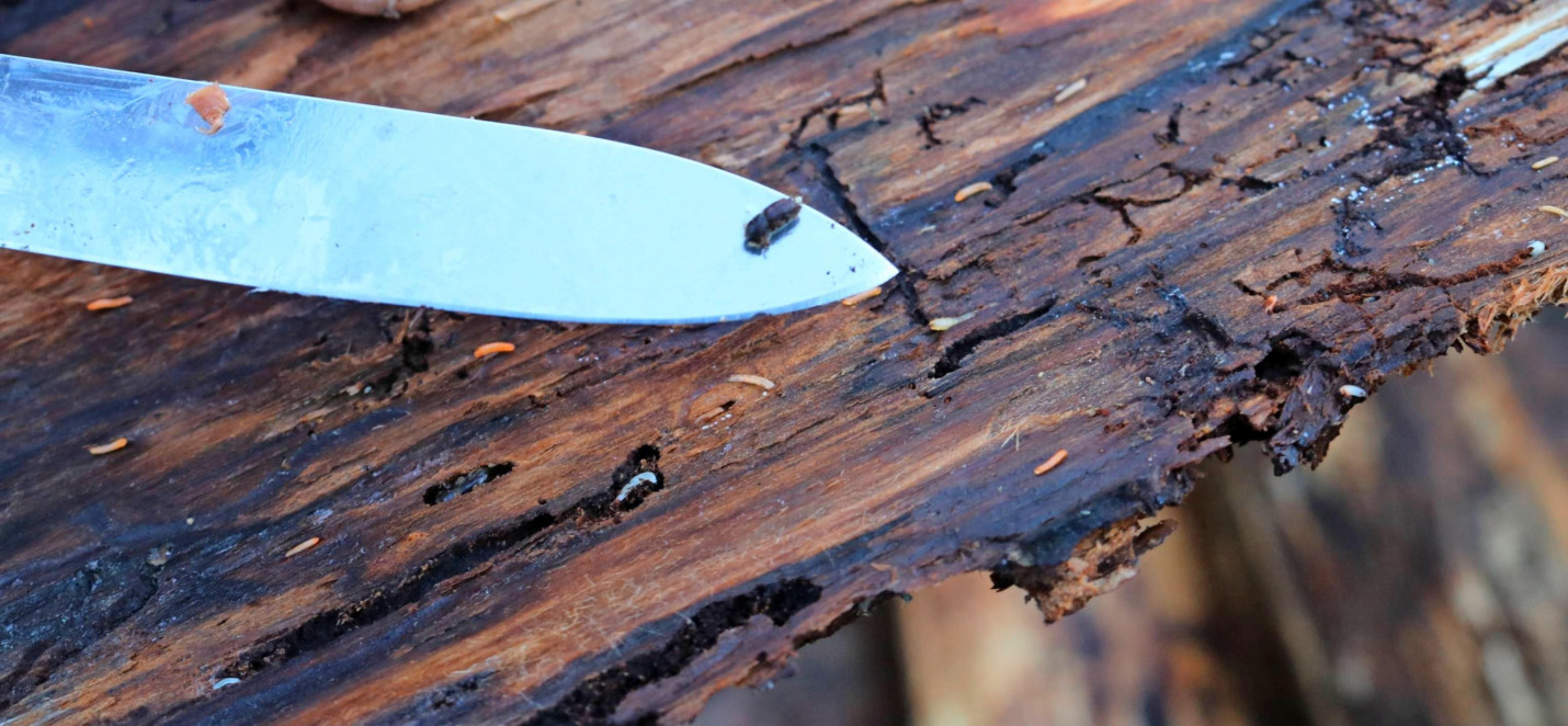 Stadt Neckarsulm: Kita-Gebühren & Notbetreuung-2